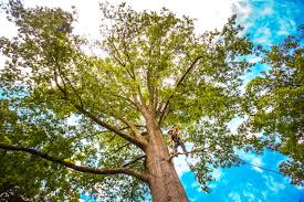 Best Soil Testing and Treatment  in Cypress, CA
